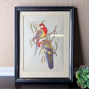 Vintage Eastern Rosella Bird Print | After John Gould | Framed Parrot Art |1950s